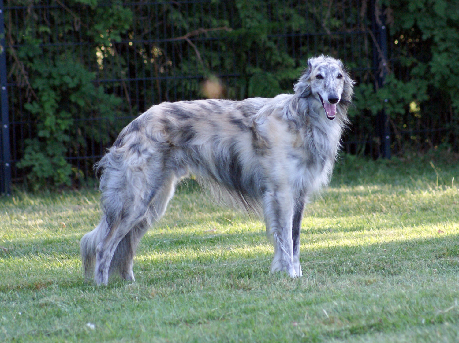 Silken Windhound Prince Caspian