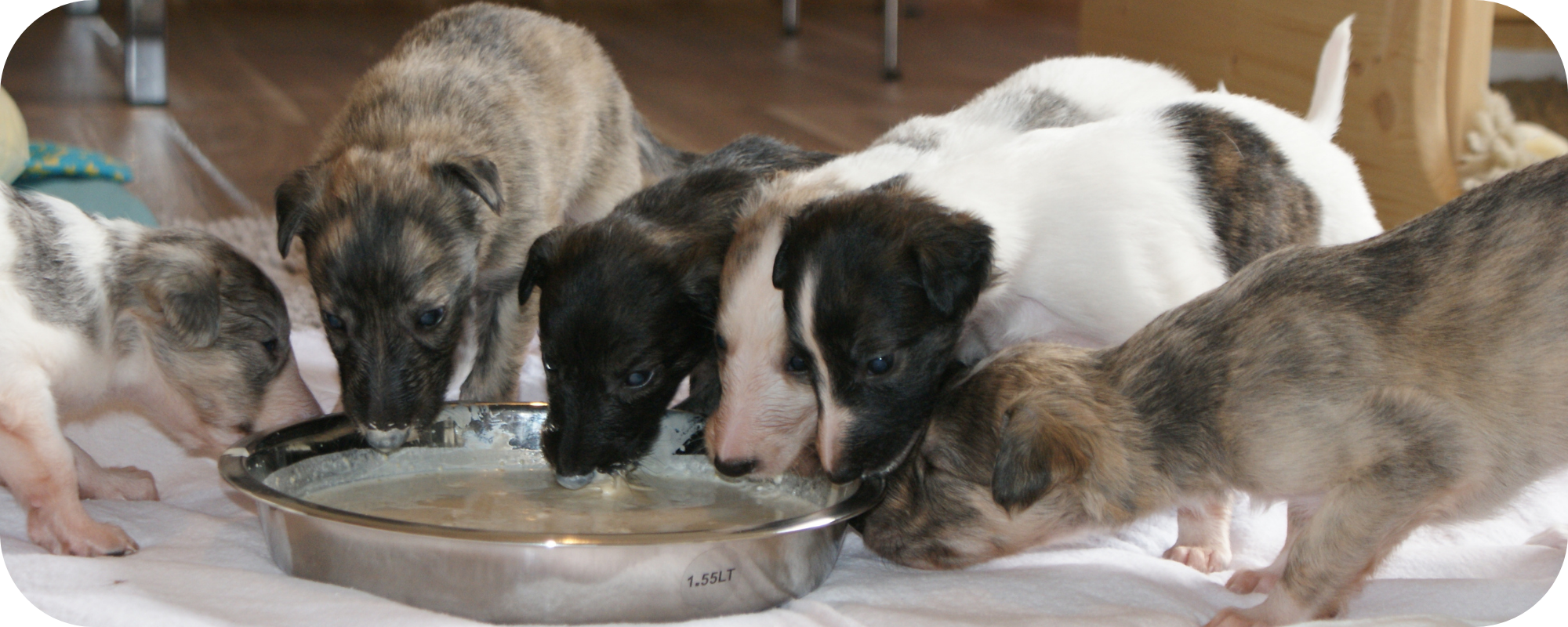 Silken Windhound Welpen